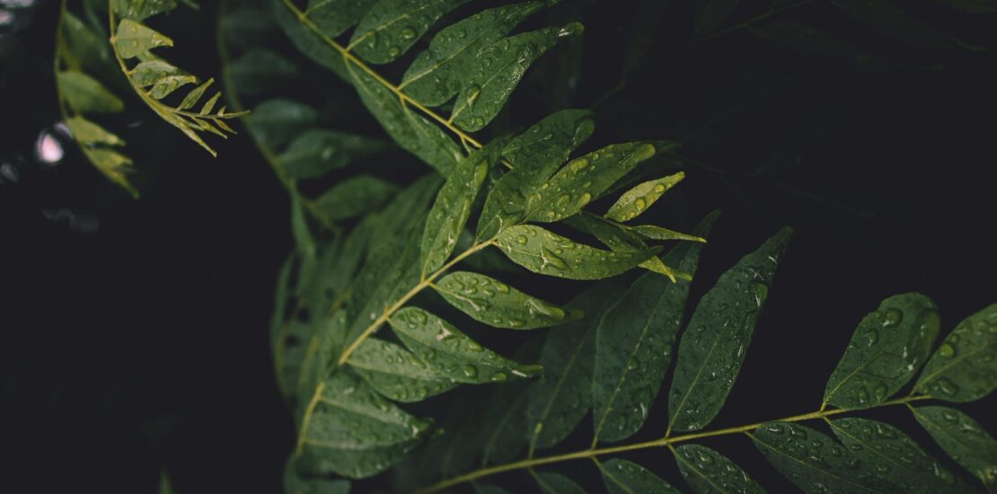 Curry leaves. By Mayank Gaur on Unsplash