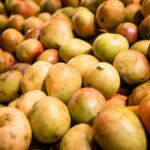 Mise à jour des règles phytosanitaires applicables aux mangues fraîches exportées vers l’UE