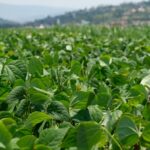 Agriculture bio : le nouveau règlement européen reporté d'un an