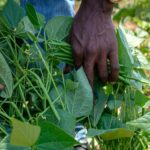 Revue de presse : Systèmes agroalimentaires et durabilité