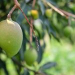 Update on plant health rules for fresh mango exported to the EU