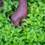 Track changes to pesticide Maximum Residue Limits (MRL) with the COLEACP database