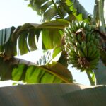 News Digest: Agri-food production