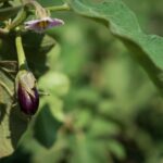 New EU measures impacting  aubergines (eggplant), Capsicum and yardlong beans