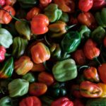 Mise à jour des règles phytosanitaires applicables aux poivrons frais exportés vers l'UE