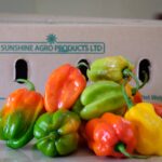Update on plant health rules for fresh capsicum exported to the EU