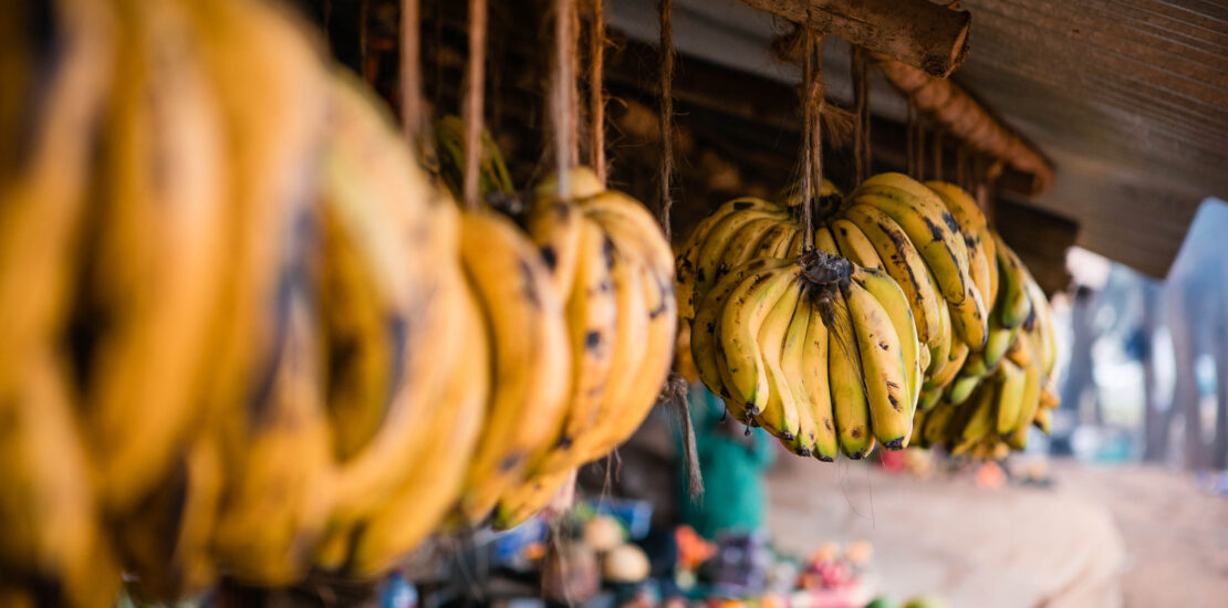 Soutien aux ONPV : Flétrissement fusarien TR4 de la banane en Afrique de l'Ouest