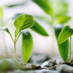 EU approval expires for three key PPP – flubendiamide, spinetoram and spirotetramat - April 2022