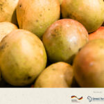 UNIDO Senegal: Waste management for mango processers in Casamance