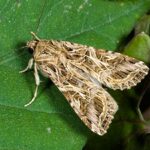 Amendments to EU plant health rules for False Codling Moth