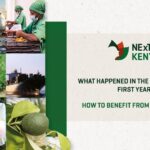 Un an après - NExT KENYA renforce les exportations horticoles