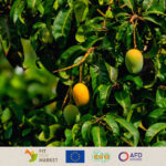 West Africa: Identifying and assessing mango waste