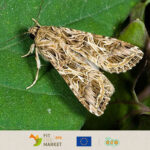 Amendments to EU plant health rules for False Codling Moth - June 2022