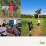 SOWIT, CIRAD & COLEAD in Ghana : a partnership to digitize the Mango value chain
