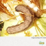 Fall armyworm: effective, sustainable, and affordable control solutions are needed for this devastating pest in Africa